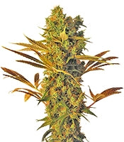 Hammershark (Resin Seeds)