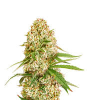 GG#4 Original Glue (Cali Buds Seeds)