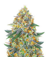 Moby Dick Auto (Barney's Farm)