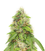 Moby Dick (Seedstockers)