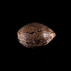 Monkey Grease - 1 Seed