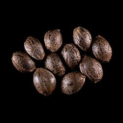 Monkey Grease - 10+3 Seed