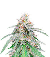 Green Crack Punch (Green Punch) (RQS)