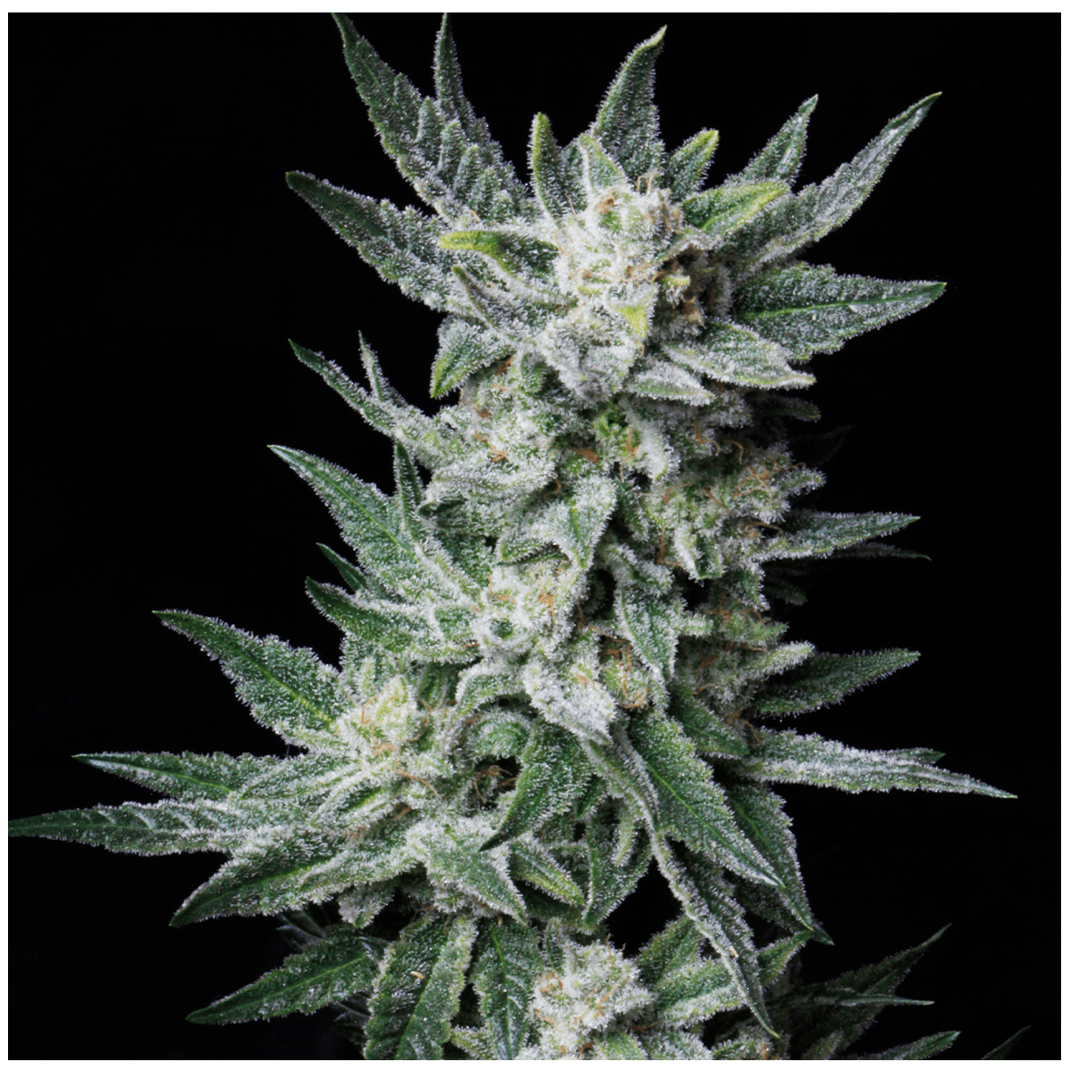 Bubblegum Auto