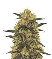Leisure Zoot Larry (Dr. Krippling Seeds)