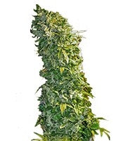 MAXI GOM Auto (Grass-O-Matic)
