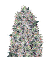 Tom Kush OG (Vision Seeds)