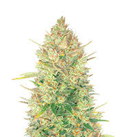 Original Auto OG Kush (Fast Buds)