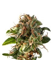Auto Fresh Candy (Pyramid Seeds)