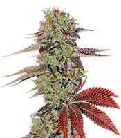 King’s Kush Auto (GHS)