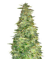 Pounder Auto (Auto Seeds)
