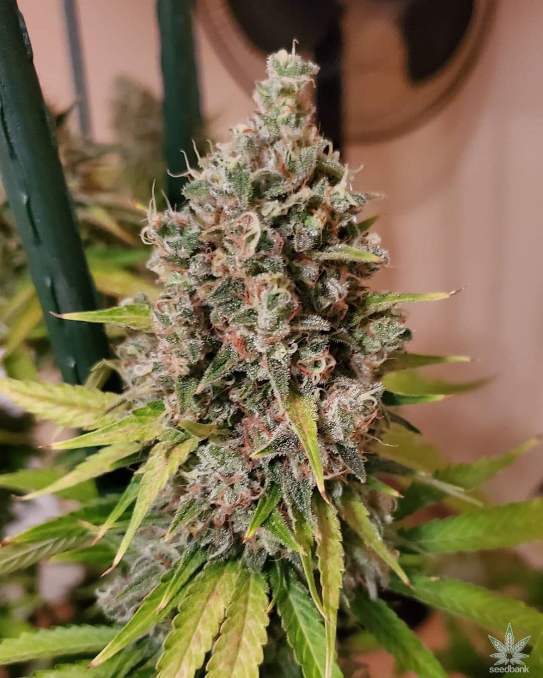 Ak-47 Seeds - Feminisiert (23% THC)