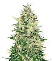 Pumpkin Kush regular (RQS)