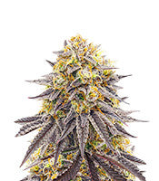 Punch Cookies (AlphaFem Seeds)