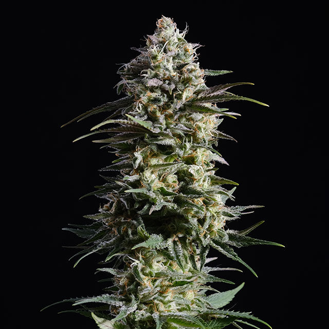 Pure Skunk Go Fast