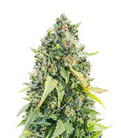 Purple Haze 1 (Positronics Seeds)