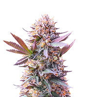 Purple Lemonade Fast Flowering (Fast Buds)