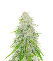 Purple Punch x Lemon Drizzle (Barney's Farm)