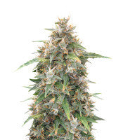 Malawi x Panama (Ace Seeds)