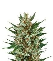 Speedy Chile Fast Flowering (RQS)
