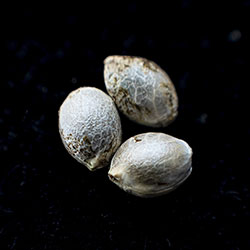 Runtz Auto - 3+1 Seed
