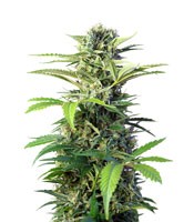 Chem Beyond Diesel CBD (Sweet Seeds)