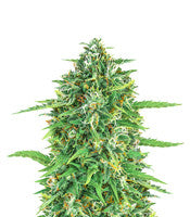 Rucu Cucu OG Autoflower (Seedstockers)