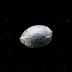 Runtz Auto - 1 Seed