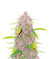 Runtz (Barney's Farm)