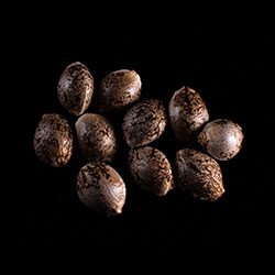 Russian Doll - 10+3 Seed