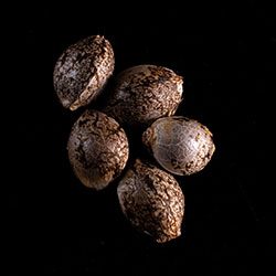 Russian Doll - 5+2 Seed