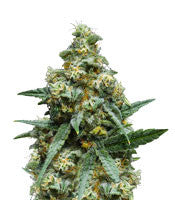 C99 (G13 Labs)