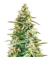 Sith OG (AlphaFem Seeds)