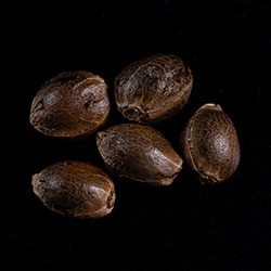 Skunk+ - 5+2 Seed