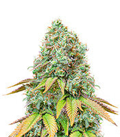 Sour Diesel Auto (Seedstockers)