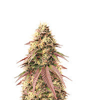 Sour Strawberry (Barney's Farm)