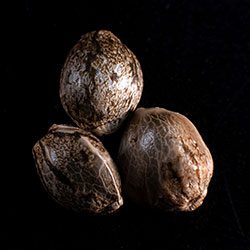 Speedy Boom Auto - 3+1 Seed