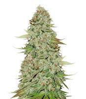Sticky Monkey GG#4 (Seedstockers)