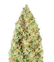 Super Silver Haze (GHS)