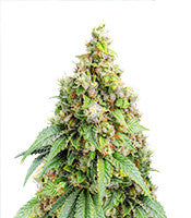Sweet Zombie (Expert Seeds)