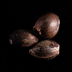 Swiss Dream Rosé Auto Cbd - 3+1 Seed
