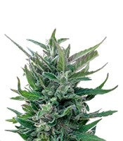 Blue Mammoth Auto (Barney's Farm)