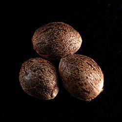 Silver Widow - 3+1 Seed