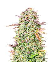 Original Trainwreck Auto (Fast Buds)