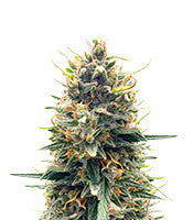 Tropicana Cookies Auto (Fast Buds)