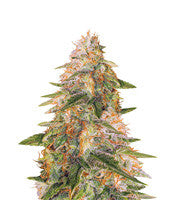Tropic Punch (Heavyweight Seeds)