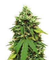 Big Bud Autoflower (Seedstockers)