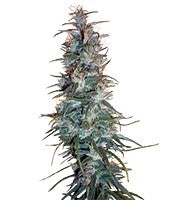 Dr. Grinspoon (Barney's Farm)