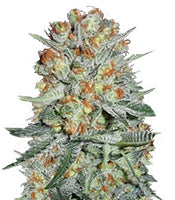 Auto Bubble (Female Seeds)