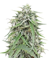 Auto NL (Female Seeds)